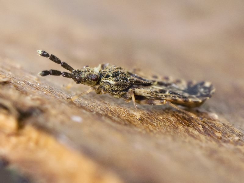 Aradus depressus (Fabricius, 1794)